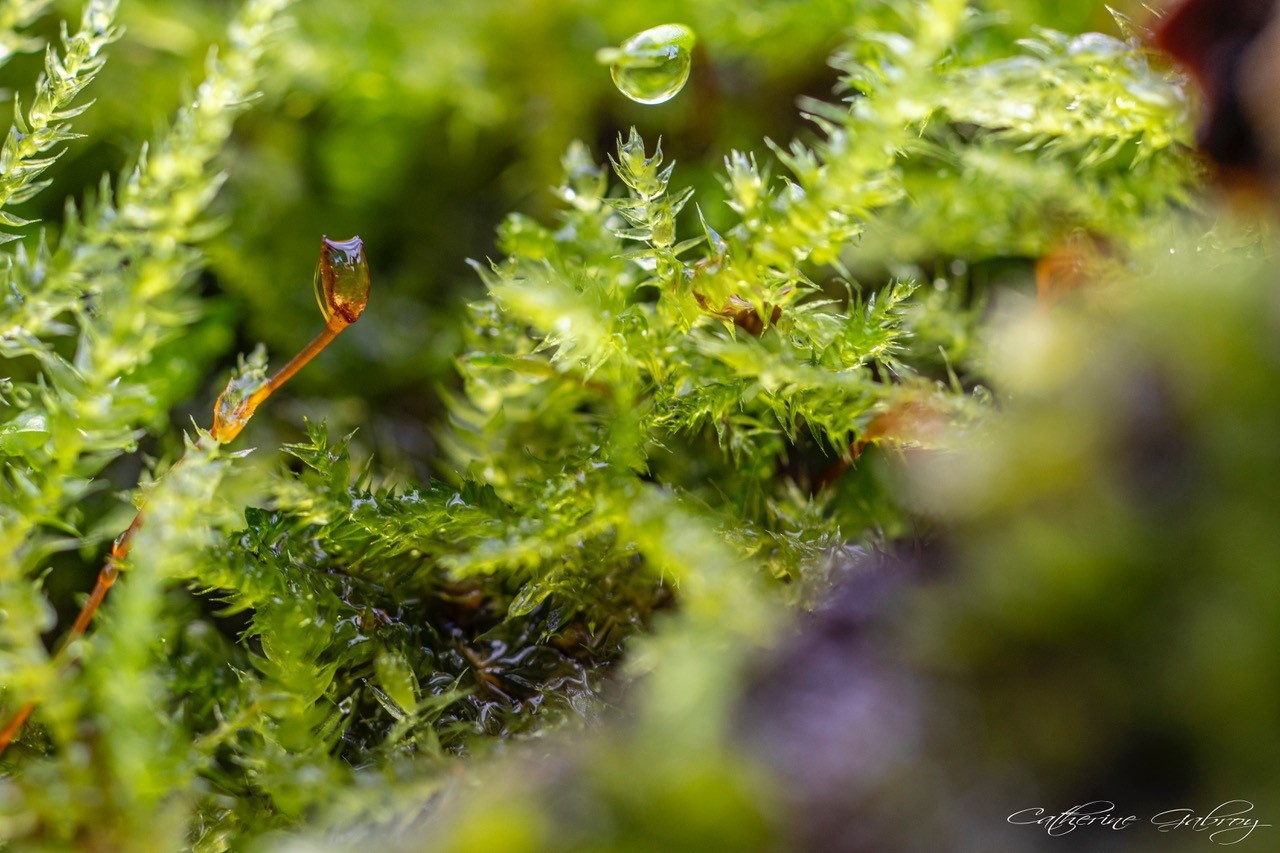 Photo d'herbe en macro